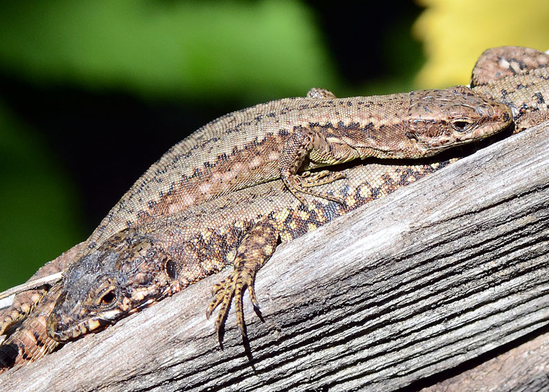 Interazione tra lucertole Podarcis muralis